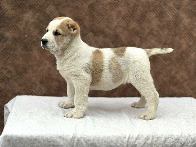 Кученца от средноазиатска овчарка Другa, Ваксинирано - Да - град София | Кучета - снимка 1