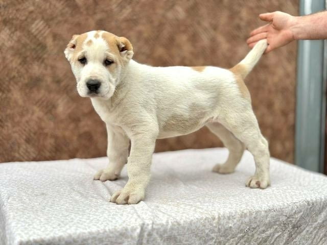 Кученца от средноазиатска овчарка Другa, Ваксинирано - Да - град София | Кучета - снимка 2