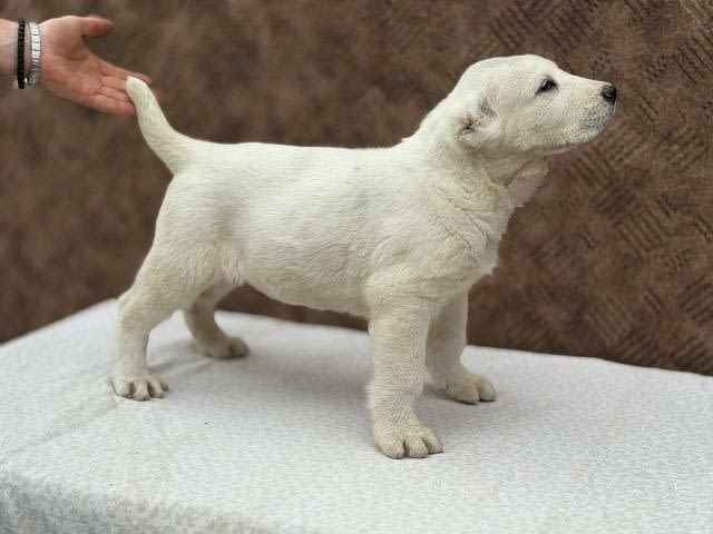 Кученца от средноазиатска овчарка Другa, Ваксинирано - Да - град София | Кучета - снимка 3