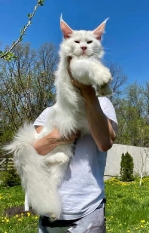 Мейн Куун котенца Мейн-куун, 1 месец - град Извън България | Котки - снимка 1