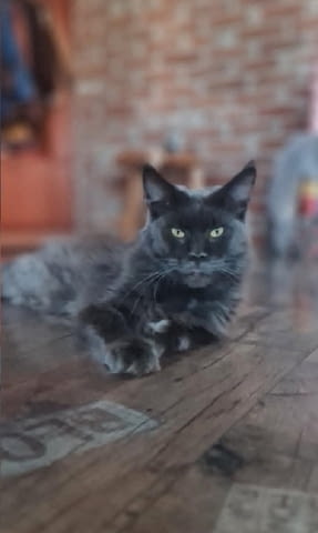 Мейн Куун котенца Мейн-куун, 1 месец - град Извън България | Котки - снимка 2