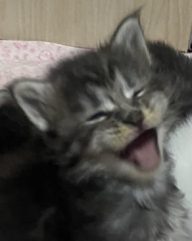 Мейн Куун котенца Мейн-куун, 1 месец - град Извън България | Котки - снимка 4