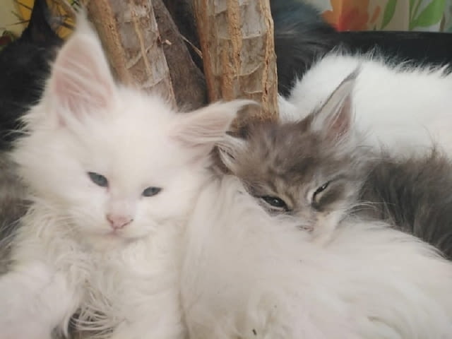 Мейн Куун котенца Мейн-куун, 1 месец - град Извън България | Котки - снимка 6