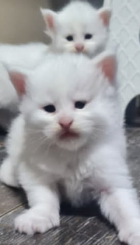 Мейн Куун котенца Мейн-куун, 1 месец - град Извън България | Котки - снимка 7