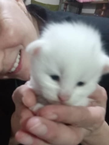 Мейн Куун котенца Мейн-куун, 1 месец - град Извън България | Котки - снимка 8