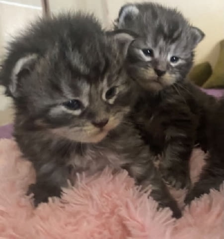 Мейн Куун котенца Мейн-куун, 1 месец - град Извън България | Котки - снимка 9