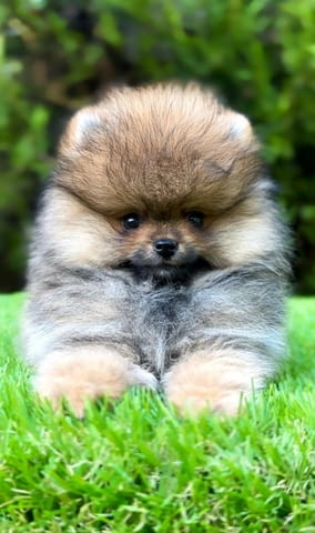 Pomeranian purebred, dwarf Померан (Малък английски шпиц), 2 месеца - град Извън България | Кучета - снимка 1