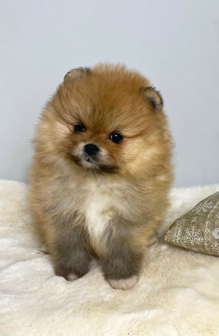 Pomeranian purebred, dwarf Померан (Малък английски шпиц), 2 месеца - град Извън България | Кучета - снимка 2
