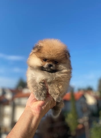 Pomeranian purebred, dwarf Померан (Малък английски шпиц), 2 месеца - град Извън България | Кучета - снимка 3