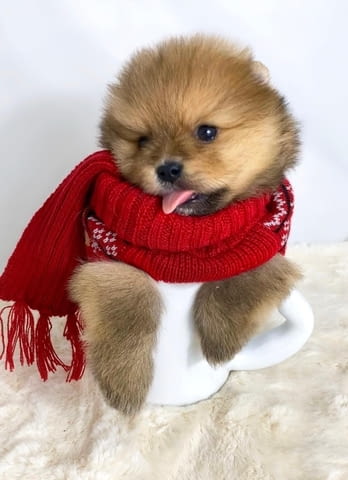 Pomeranian purebred, dwarf Померан (Малък английски шпиц), 2 месеца - град Извън България | Кучета - снимка 4