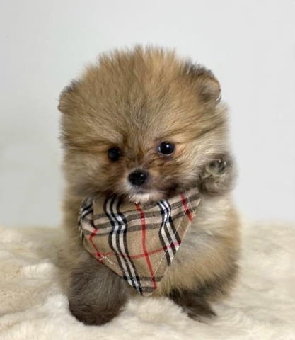 Pomeranian purebred, dwarf Померан (Малък английски шпиц), 2 месеца - град Извън България | Кучета - снимка 5