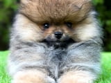 Pomeranian purebred, dwarf