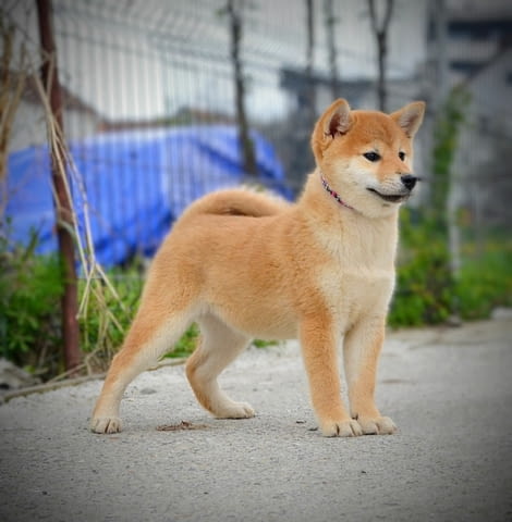 Шиба Ину кученца Шиба ину, Ваксинирано - Да, Обезпаразитено - Да - град Извън България | Кучета - снимка 2