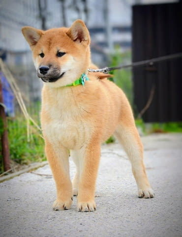 Шиба Ину кученца Шиба ину, Ваксинирано - Да, Обезпаразитено - Да - град Извън България | Кучета - снимка 4