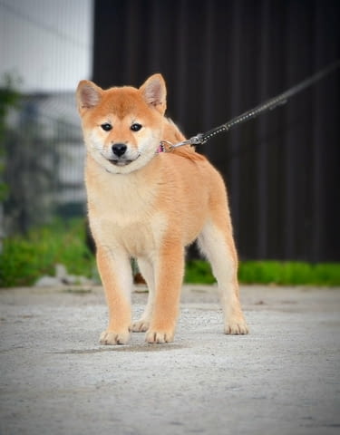 Шиба Ину кученца Шиба ину, Ваксинирано - Да, Обезпаразитено - Да - град Извън България | Кучета - снимка 6