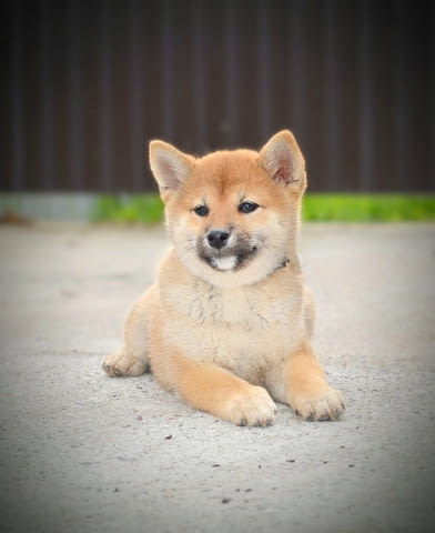 Шиба Ину кученца Шиба ину, Ваксинирано - Да, Обезпаразитено - Да - град Извън България | Кучета - снимка 8