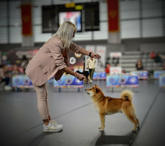 Шиба Ину кученца Шиба ину, Ваксинирано - Да, Обезпаразитено - Да - град Извън България | Кучета - снимка 11