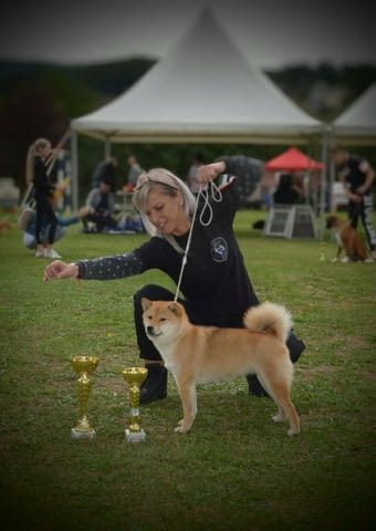 Шиба Ину кученца Шиба ину, Ваксинирано - Да, Обезпаразитено - Да - град Извън България | Кучета - снимка 12