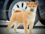 Шиба Ину кученца