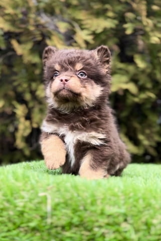 French bulldog with hypoallergenic hair Френски булдог, 2 месеца - град Извън България | Кучета - снимка 1