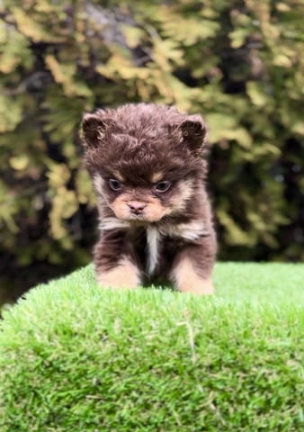 French bulldog with hypoallergenic hair Френски булдог, 2 месеца - град Извън България | Кучета - снимка 2