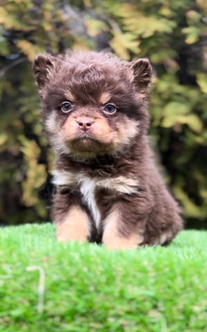 French bulldog with hypoallergenic hair Френски булдог, 2 месеца - град Извън България | Кучета - снимка 3