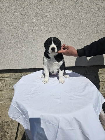 Алабай Средноазиатска овчарка Кученца Алабай (Средноазиатска овчарка), Ваксинирано - Да, Обезпаразитено - Да - град Извън България | Кучета - снимка 1