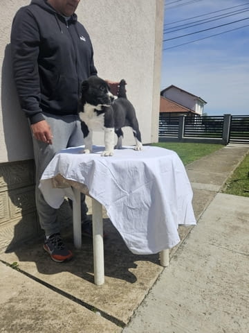 Алабай Средноазиатска овчарка Кученца Алабай (Средноазиатска овчарка), Ваксинирано - Да, Обезпаразитено - Да - град Извън България | Кучета - снимка 3