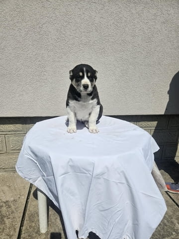 Алабай Средноазиатска овчарка Кученца Алабай (Средноазиатска овчарка), Ваксинирано - Да, Обезпаразитено - Да - град Извън България | Кучета - снимка 5