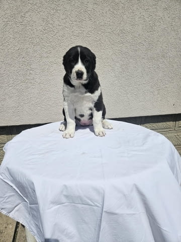 Алабай Средноазиатска овчарка Кученца Алабай (Средноазиатска овчарка), Ваксинирано - Да, Обезпаразитено - Да - град Извън България | Кучета - снимка 6