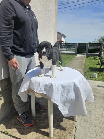 Алабай Средноазиатска овчарка Кученца Алабай (Средноазиатска овчарка), Ваксинирано - Да, Обезпаразитено - Да - град Извън България | Кучета - снимка 7