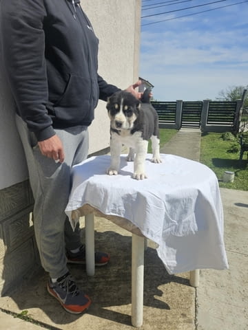 Алабай Средноазиатска овчарка Кученца Алабай (Средноазиатска овчарка), Ваксинирано - Да, Обезпаразитено - Да - град Извън България | Кучета - снимка 9