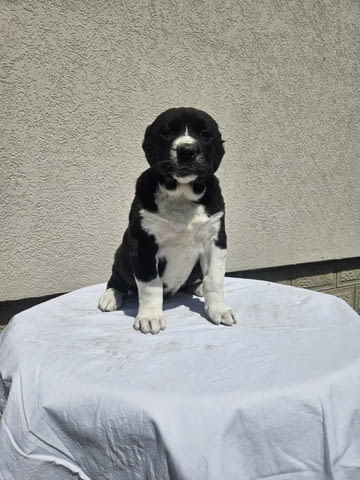 Алабай Средноазиатска овчарка Кученца Алабай (Средноазиатска овчарка), Ваксинирано - Да, Обезпаразитено - Да - град Извън България | Кучета - снимка 10