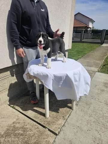 Алабай Средноазиатска овчарка Кученца Алабай (Средноазиатска овчарка), Ваксинирано - Да, Обезпаразитено - Да - град Извън България | Кучета - снимка 11