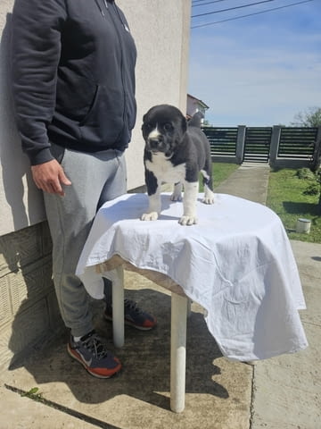 Алабай Средноазиатска овчарка Кученца Алабай (Средноазиатска овчарка), Ваксинирано - Да, Обезпаразитено - Да - град Извън България | Кучета - снимка 12