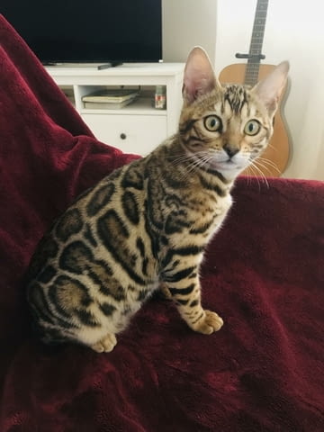 Бенгалско котенце Бенгалска, Ваксина - Да, Обезпаразитена - Да - град Извън България | Котки - снимка 1