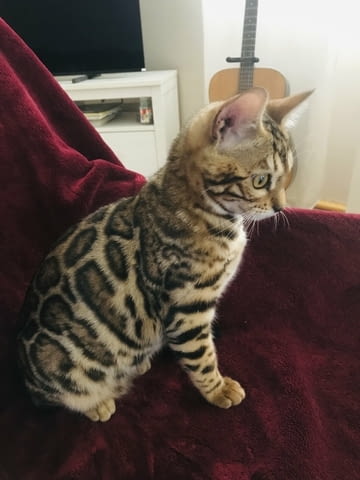 Бенгалско котенце Бенгалска, Ваксина - Да, Обезпаразитена - Да - град Извън България | Котки - снимка 2