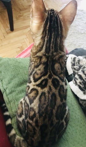 Бенгалско котенце Бенгалска, Ваксина - Да, Обезпаразитена - Да - град Извън България | Котки - снимка 3