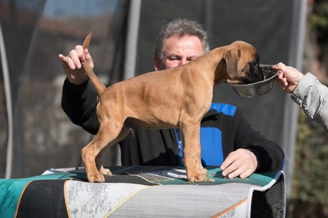 Немски боксьор Боксер, 3 месеца - град Извън България | Кучета - снимка 4