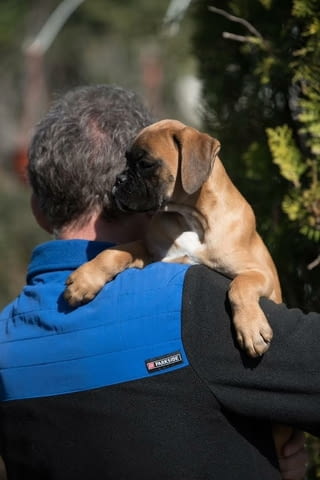 Немски боксьор Боксер, 3 месеца - град Извън България | Кучета - снимка 5