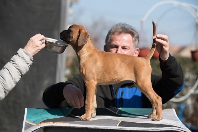 Немски боксьор Боксер, 3 месеца - град Извън България | Кучета - снимка 6