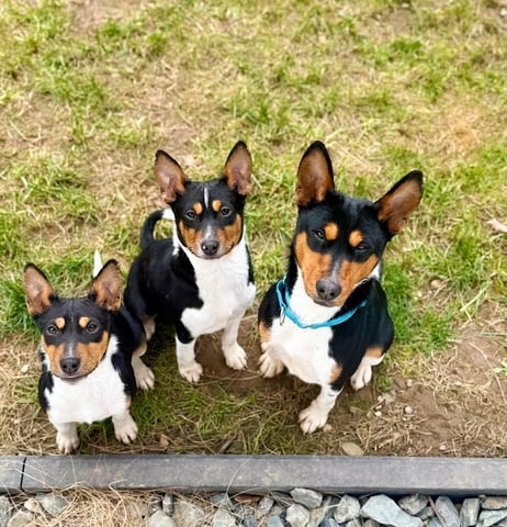 Басенджи кученца Ваксинирано - Да, Обезпаразитено - Да - град Извън България | Кучета - снимка 4