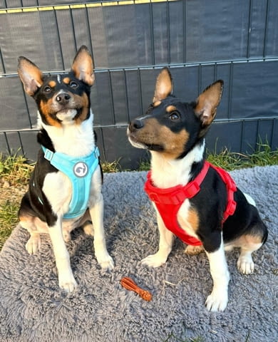 Басенджи кученца Ваксинирано - Да, Обезпаразитено - Да - град Извън България | Кучета - снимка 5