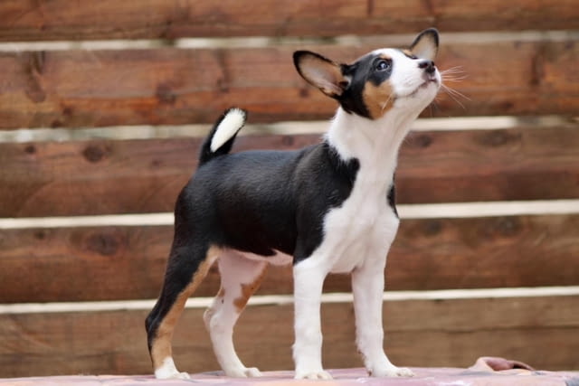 Басенджи кученца Ваксинирано - Да, Обезпаразитено - Да - град Извън България | Кучета - снимка 6