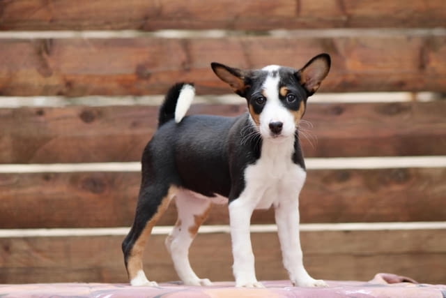 Басенджи кученца Ваксинирано - Да, Обезпаразитено - Да - град Извън България | Кучета - снимка 7