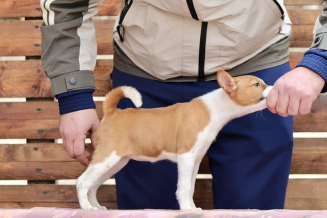 Басенджи кученца Ваксинирано - Да, Обезпаразитено - Да - град Извън България | Кучета - снимка 8
