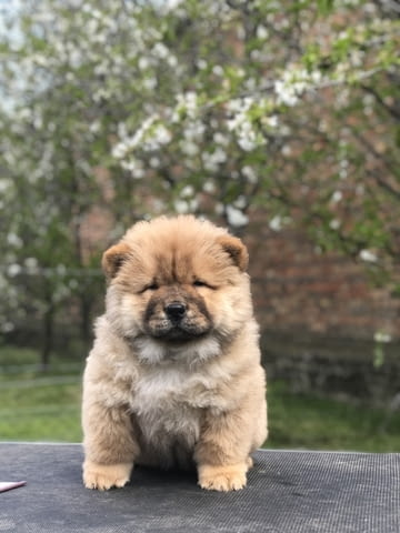 Chow Chow Puppies for sale Chow-Chow, 2 Months, Vaccinated - Yes - city of Izvun Bulgaria | Dogs - снимка 1