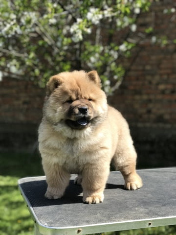 Chow Chow Puppies for sale Chow-Chow, 2 Months, Vaccinated - Yes - city of Izvun Bulgaria | Dogs - снимка 2