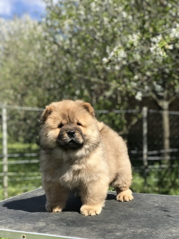 Chow Chow Puppies for sale Chow-Chow, 2 Months, Vaccinated - Yes - city of Izvun Bulgaria | Dogs - снимка 5