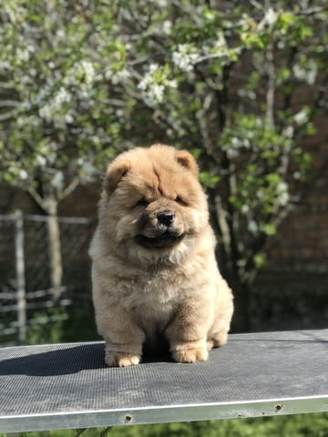 Chow Chow Puppies for sale Chow-Chow, 2 Months, Vaccinated - Yes - city of Izvun Bulgaria | Dogs - снимка 6